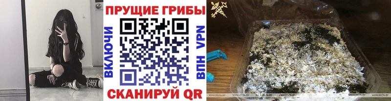 где купить наркотик  Болгар  Псилоцибиновые грибы GOLDEN TEACHER 